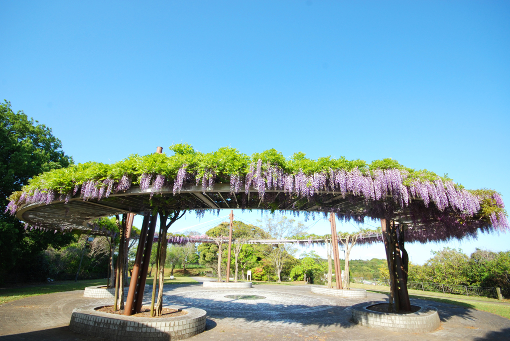 藤棚２