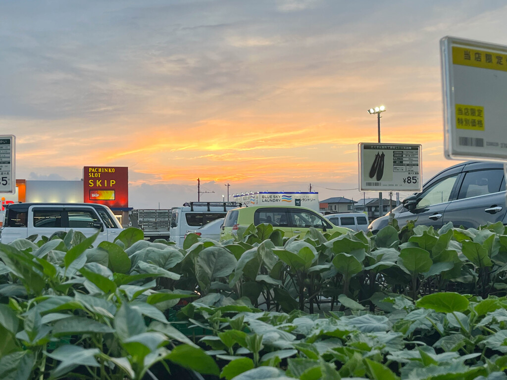 野菜苗売り場