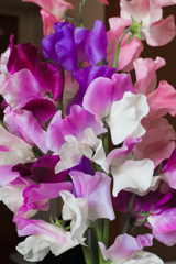 スイートピー爛漫