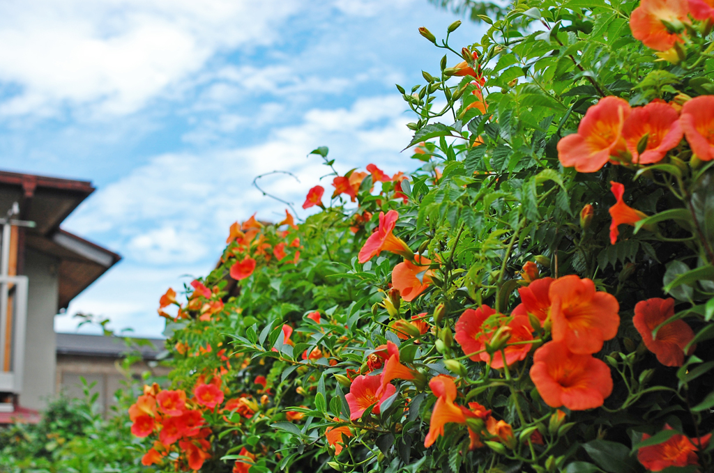 垣根の花 By フォルテ Id 写真共有サイト Photohito