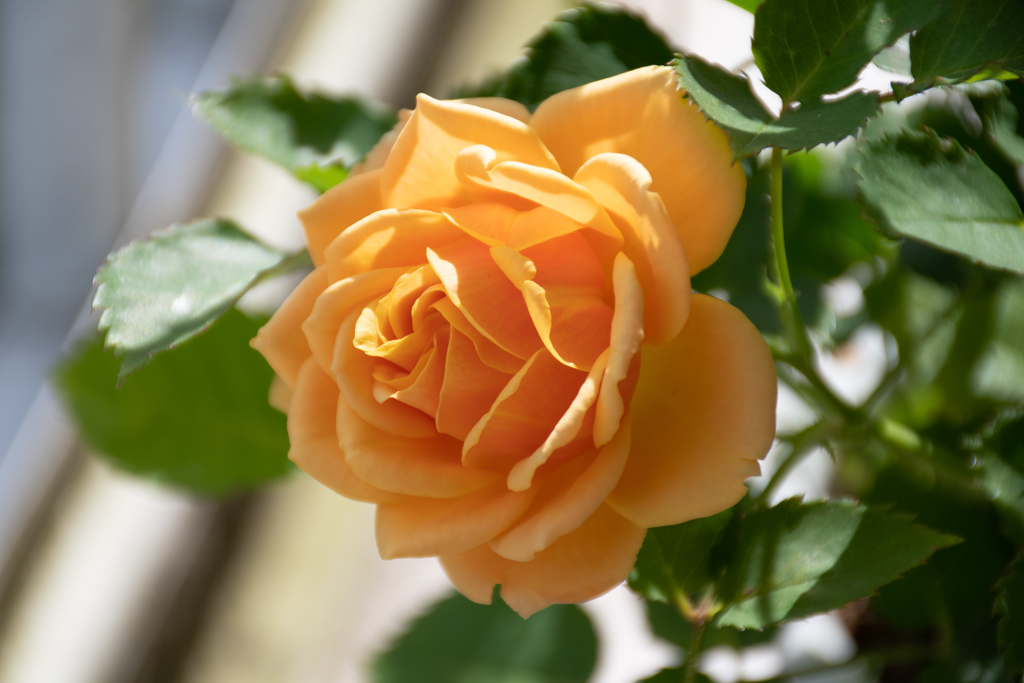 ミニバラ開花