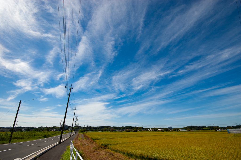 田んぼと空