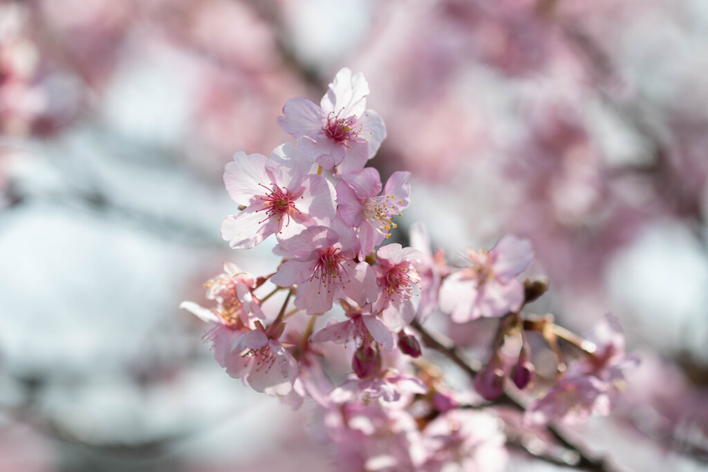 河津桜