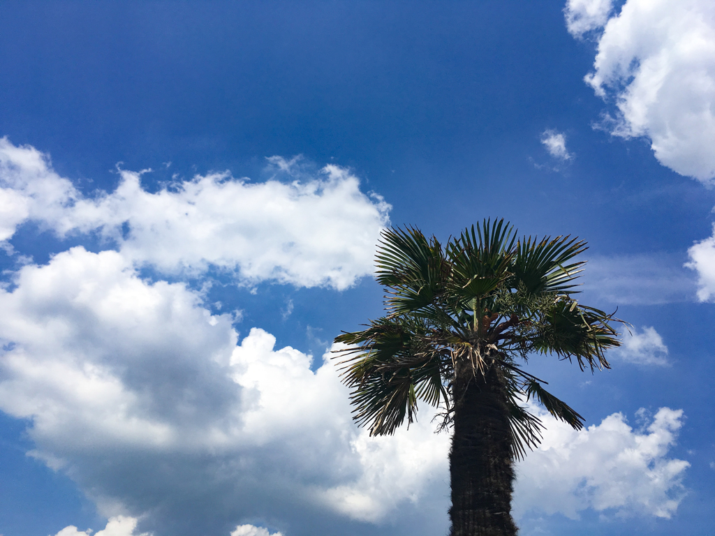 シュロと空