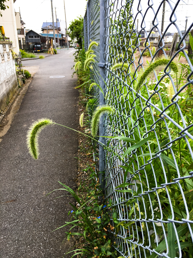 エノコログサ