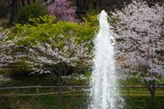 噴水と桜