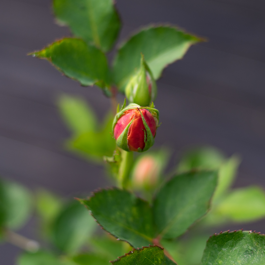 ミニバラもうすぐ開花