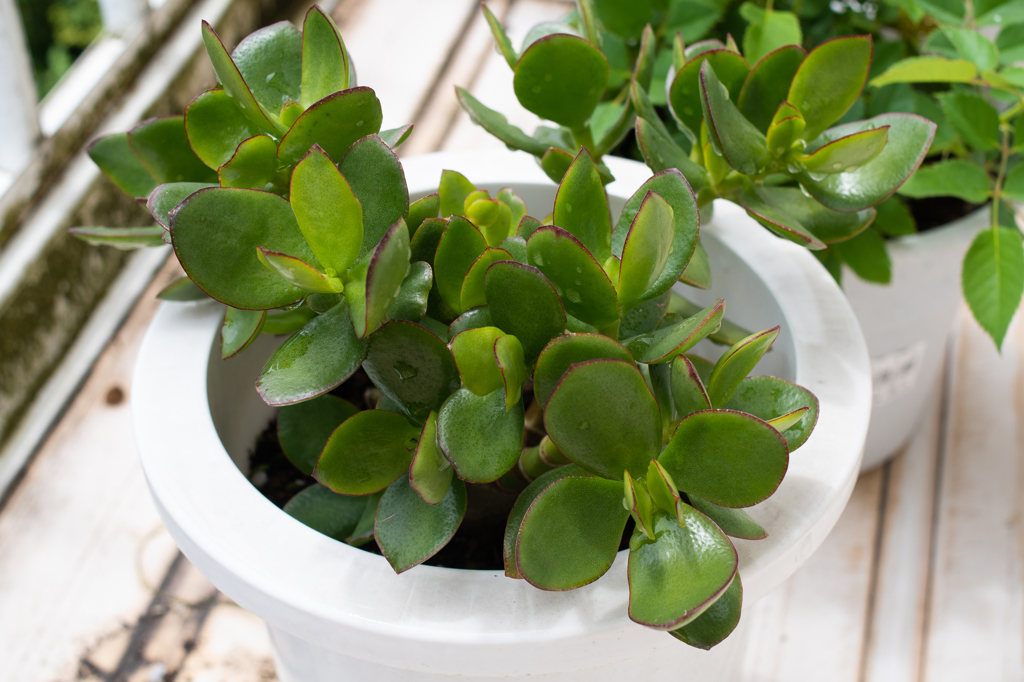 ベランダのカネノナルキ