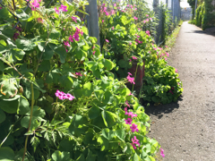 道端のイモカタバミ