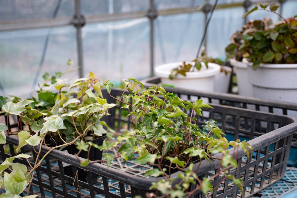 ハウスに植物を入れてみた