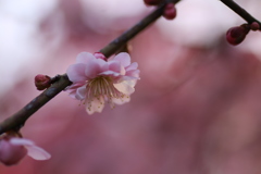 香りに春をのせて