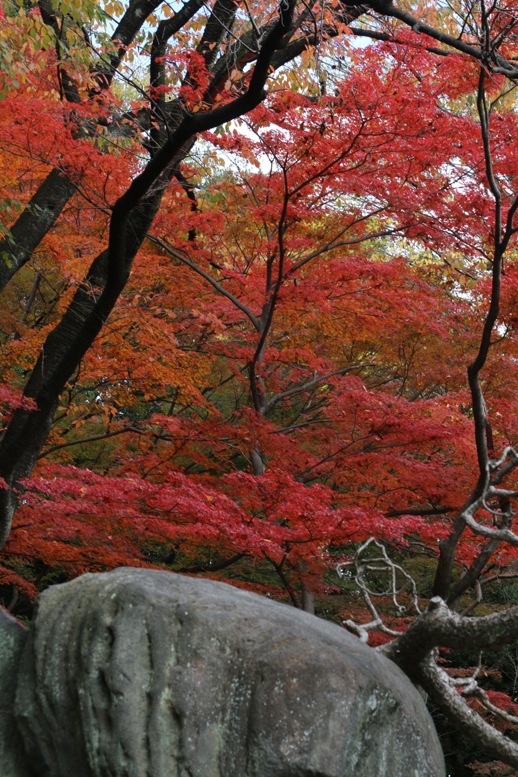 紅葉