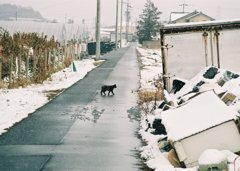 ねこ