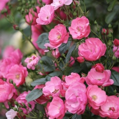 箱根強羅公園の薔薇