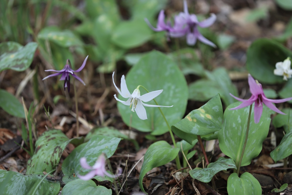 初めて見た白いカタクリの花