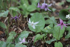 初めて見た白いカタクリの花