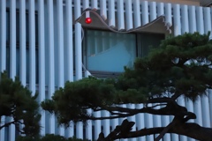 松の木にとまるハト サブレー