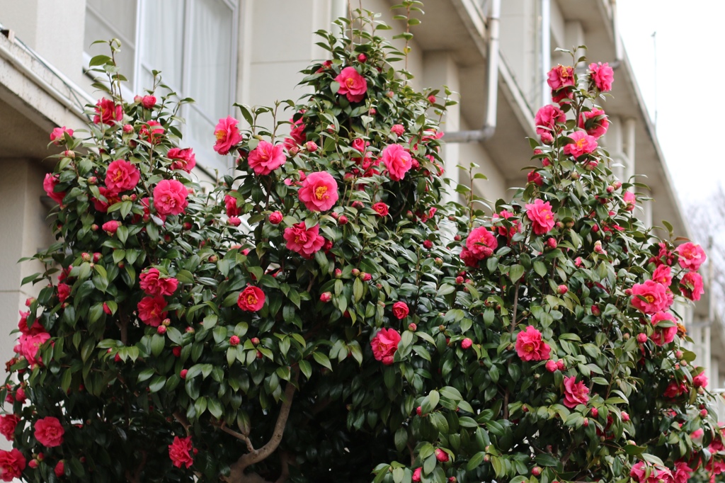 これだけ咲くのもなかなか見ないです。まだまだ咲くぞ