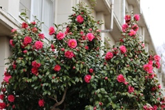 これだけ咲くのもなかなか見ないです。まだまだ咲くぞ