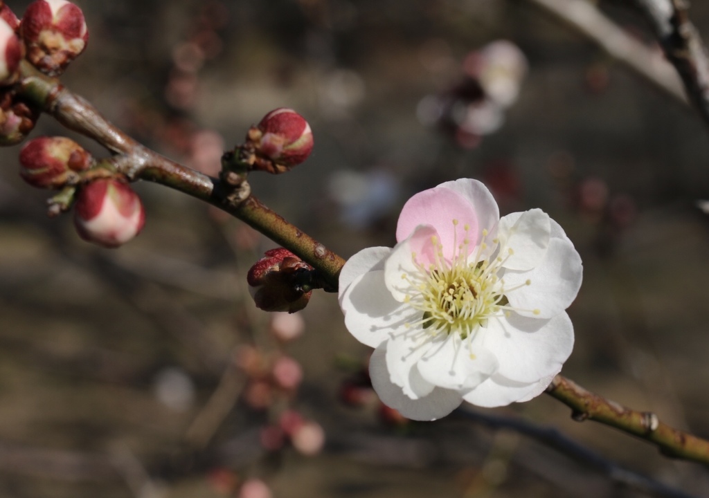 春を感じる。昭和記念公園