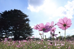 薄紅のコスモス　昭和記念公園にて