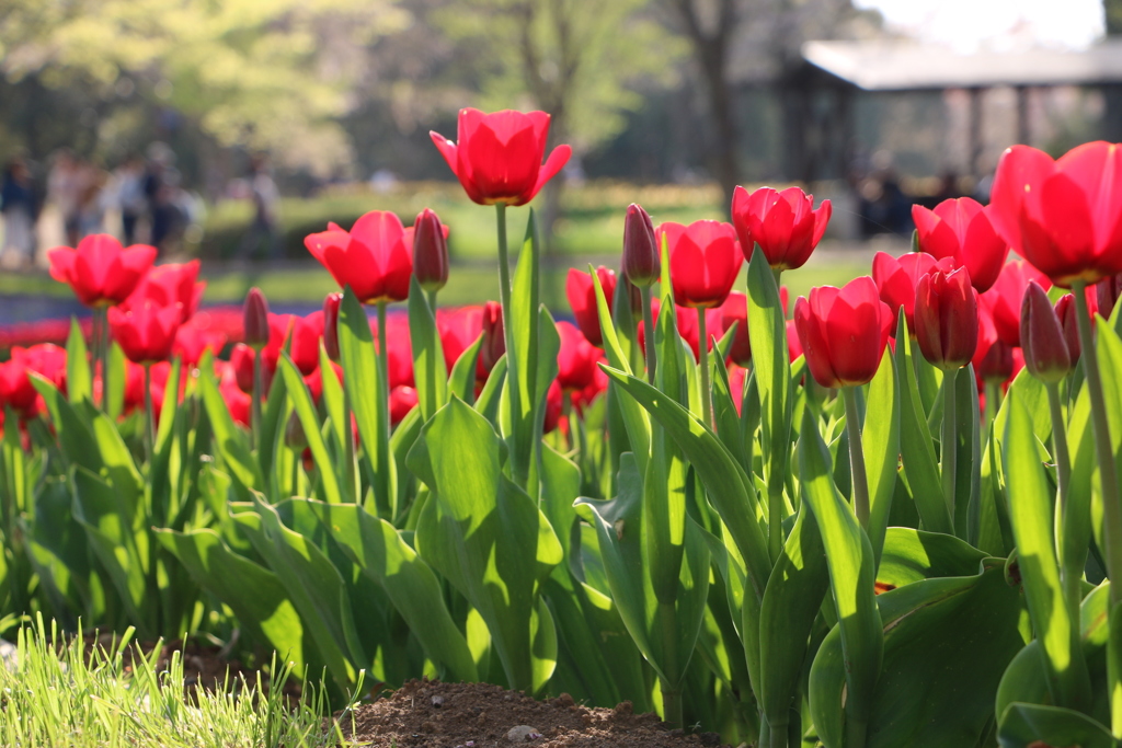 昭和記念公園のチューリップ