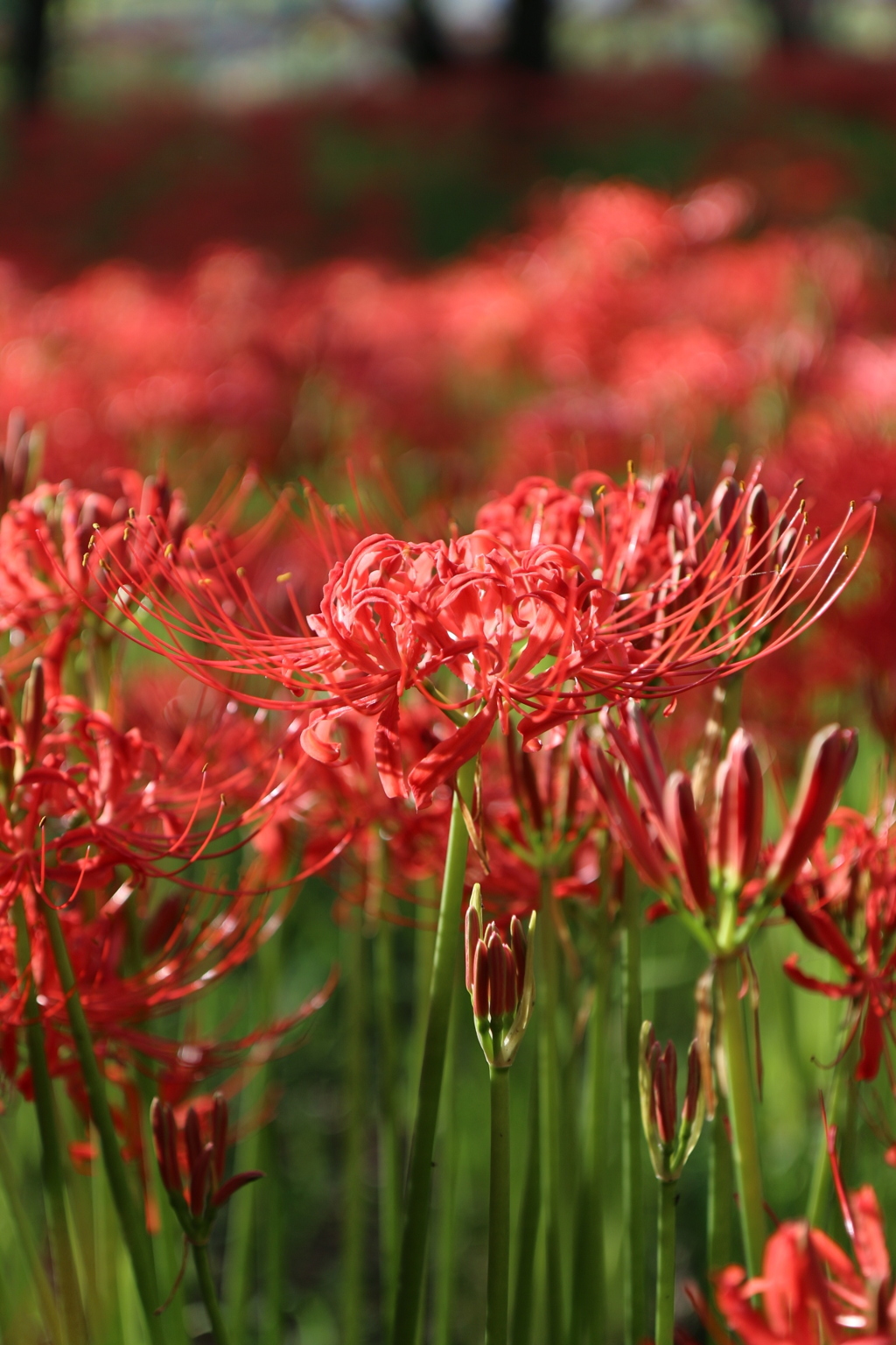 明日天皇陛下もご覧になるらしい巾着田の曼珠沙華