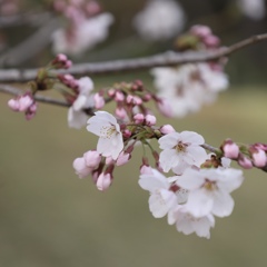 相模原市城山公園のさくら