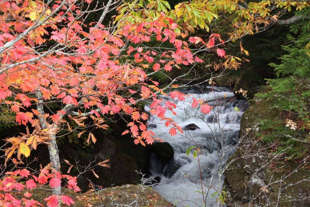 竜頭の滝での竜の尻尾での紅葉