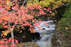 竜頭の滝での竜の尻尾での紅葉