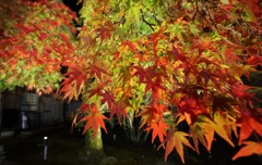背面照射紅葉