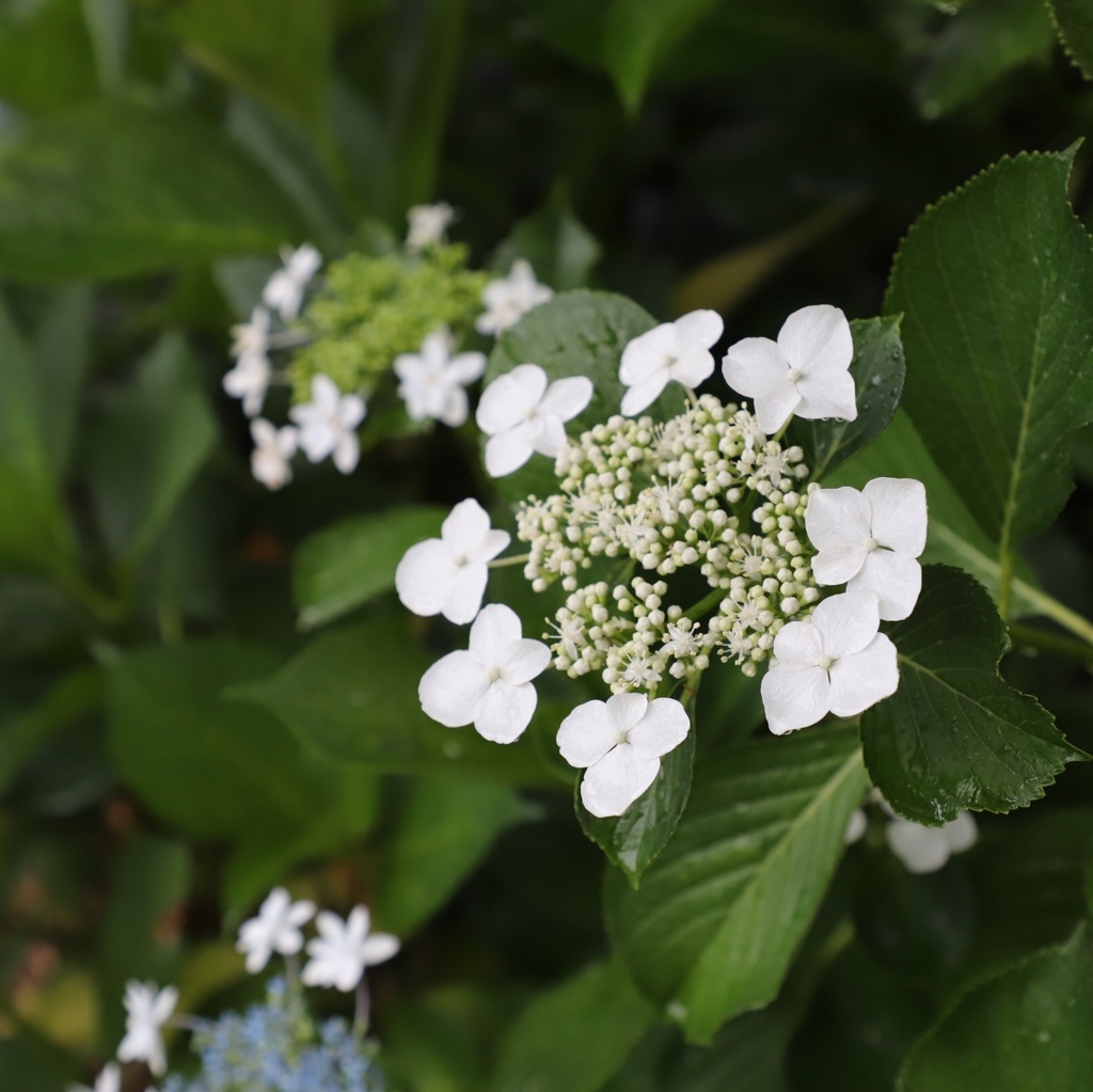 白陽花