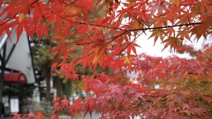 軽井沢にて