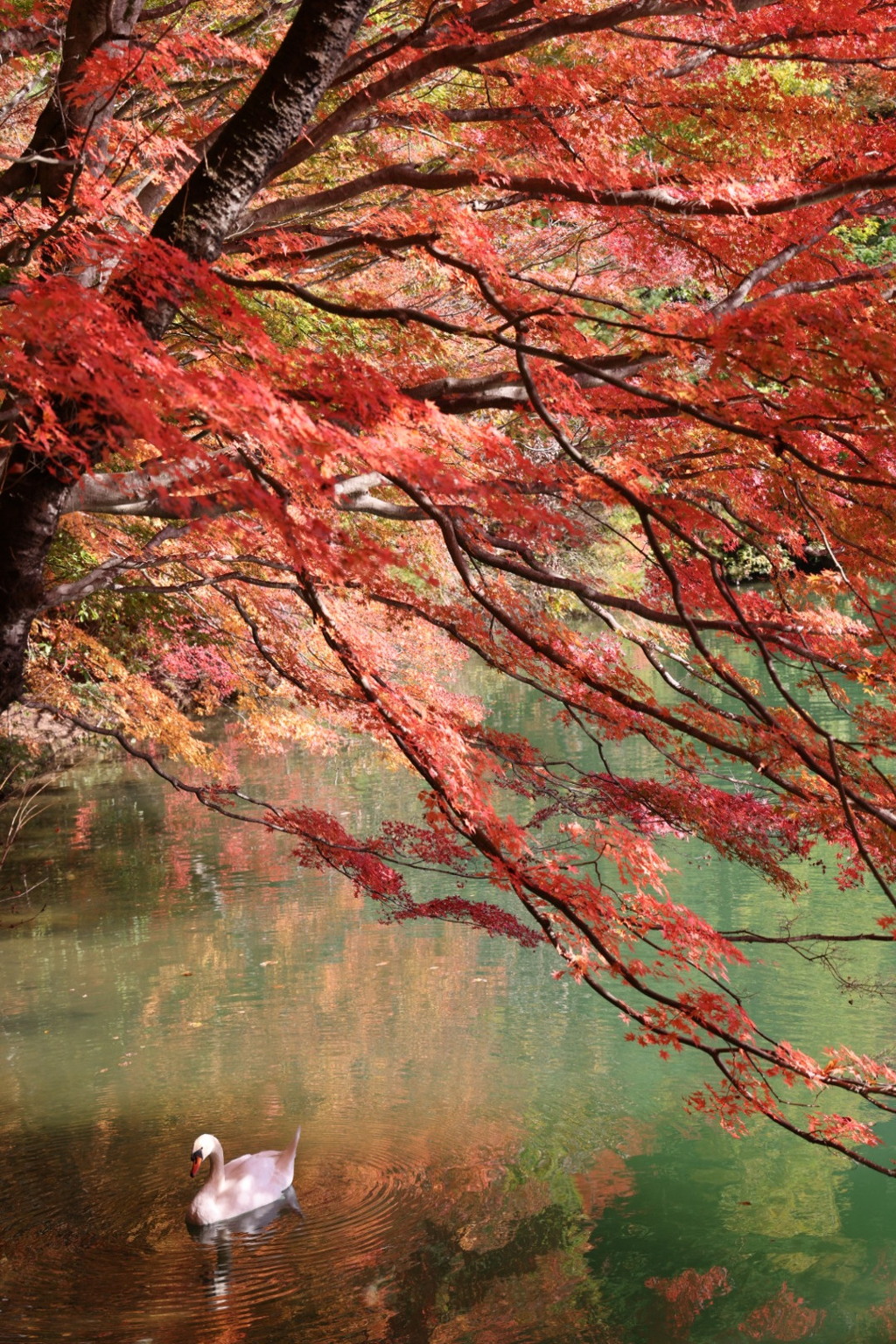 白鳥の南伊奈ヶ湖