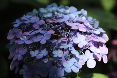 鎌倉長谷寺の紫陽花
