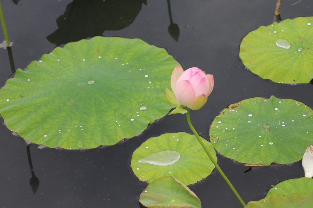 見返していたら可愛かったので