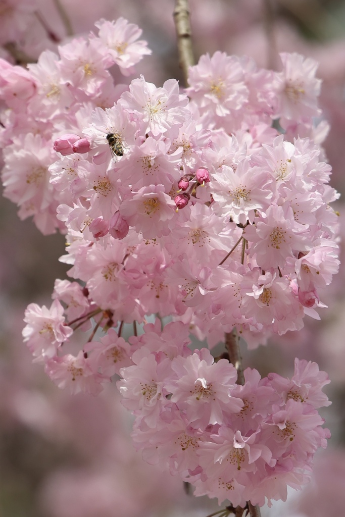 醍醐寺の桜