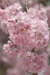 醍醐寺の桜