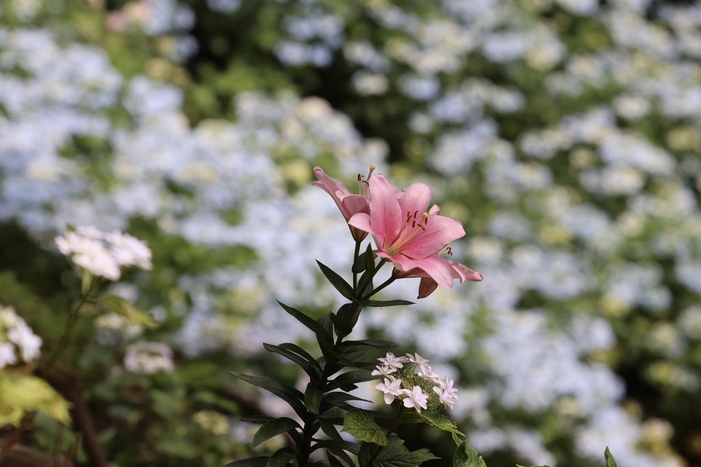 梅雨の時、私が主役です紫陽花さん