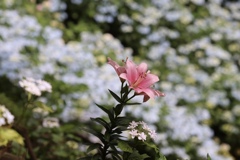 梅雨の時、私が主役です紫陽花さん