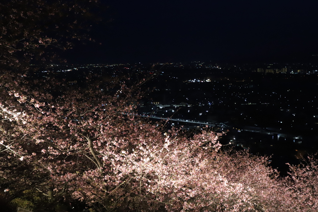 松田町河津桜まつり