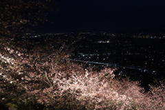 松田町河津桜まつり