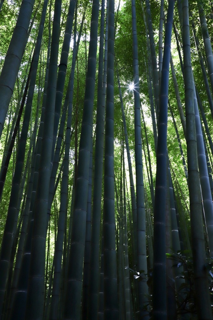 鎌倉報国寺の竹の庭