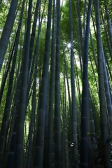 鎌倉報国寺の竹の庭