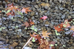 わさび沢の紅葉