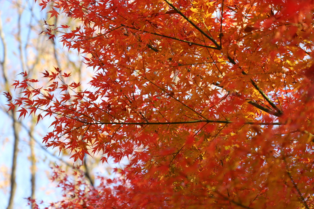 紅葉