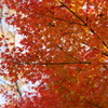 紅葉