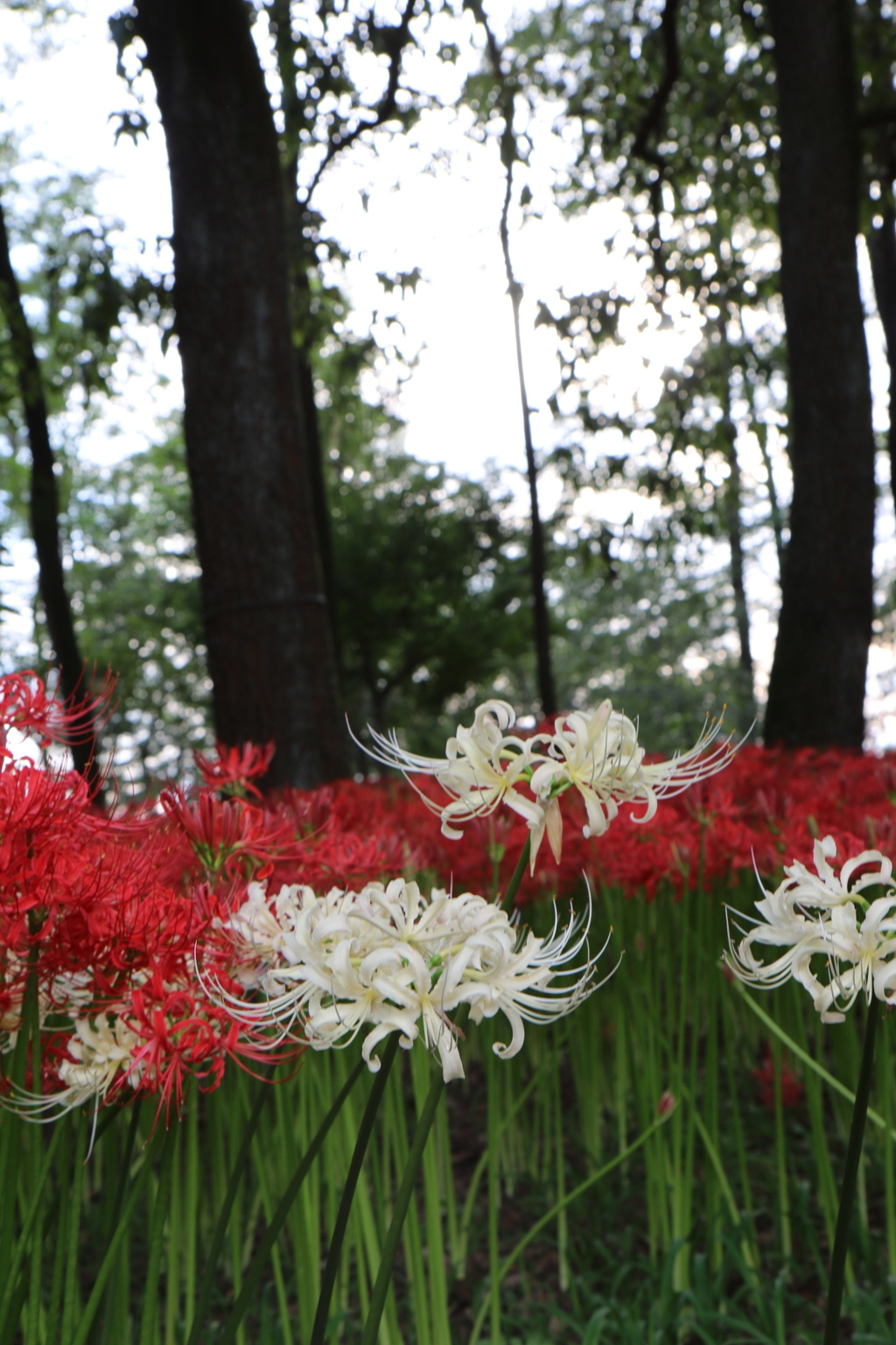 紅白の曼珠沙華、白頑張れ