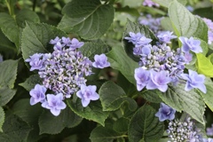 仕事の帰りに寄った公園の紫陽花