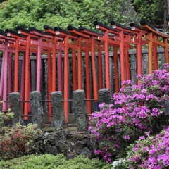 根津神社千本鳥居とツツジ